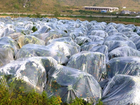 砂糖桔覆膜注意事項(xiàng)