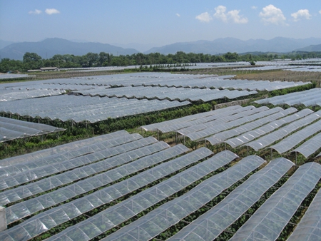 葡萄專(zhuān)用膜哪個(gè)牌子好？